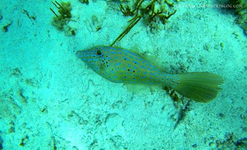 FileFish - Peter Island