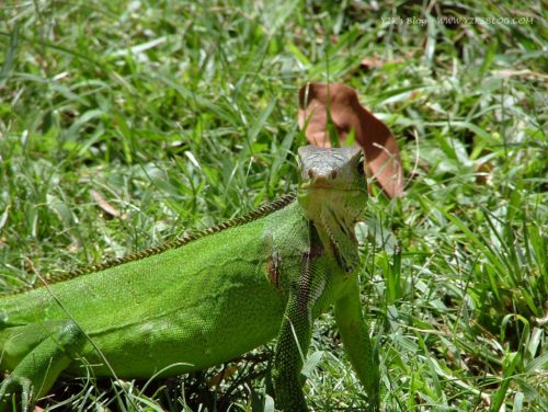 Iguana_Les Saintes