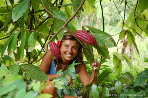 Pianta di Cacao