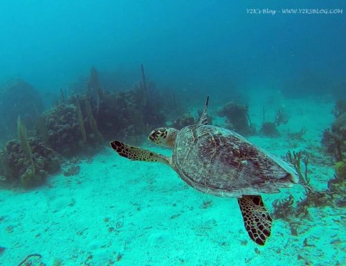 Tartaruga - Peter Island